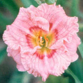 Photo of LITTLE DANCING DRESS